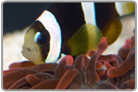 TR Pearl-Eye Clarkii Clownfish hosting with Rose Bubble Anemone